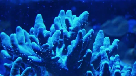 Corals in an aquarium Stock Footage 233462194