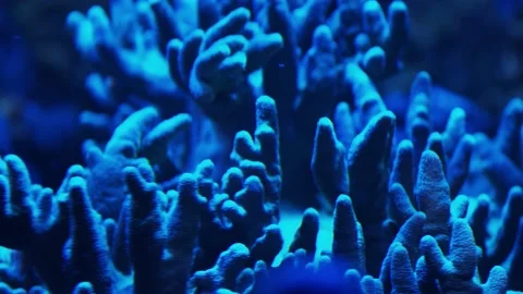 The corals in an aquarium Stock Footage 234704771