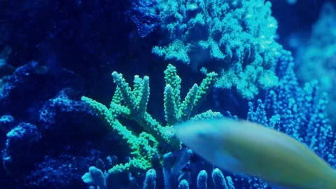 Corals in an aquarium Stock Footage 234705355