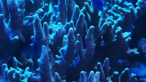 The corals in an aquarium Stock Footage 234709592