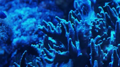 The corals in an aquarium Stock Footage 234709677