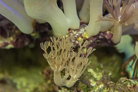 Corals are very close Stock Photos