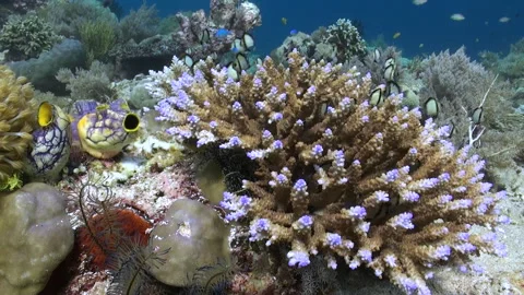 Corals of Bali are an integral part of marine tourism industry. Stock Footage 244515634