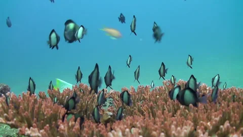 Corals of Bali are visually stunning and serve as crucial habitats for fish. Stock Footage 244569404