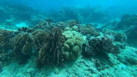 Corals In The Barrier Reef Clip9719 Video stock 243714850
