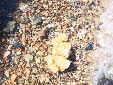 Corals on the beach 写真素材