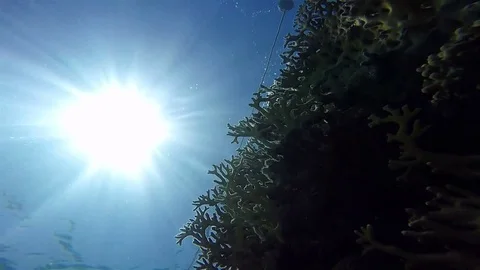 Corals from below, Sun in Sea, Static Scene, Red Sea Stock Footage 73821013