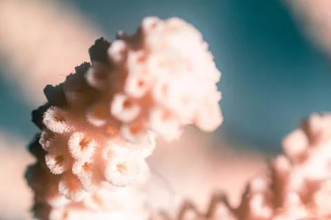 Corals on blue background close up Stock Photos