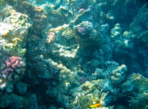 Corals at the bottom of the Red Sea Stock Photos