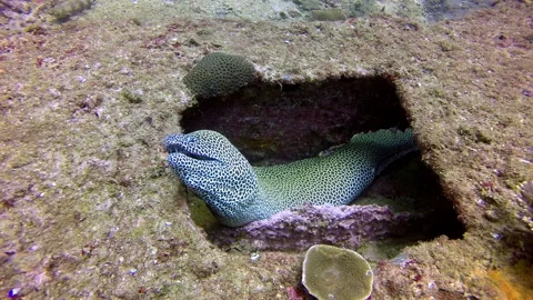 Corals at bottom of sea close-up shot reveals beautifully colored moray eel. Stock Footage 235042686