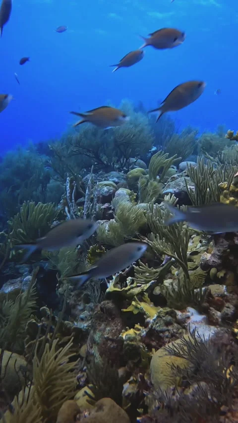 Corals in the caribbean Stock Footage 228238806