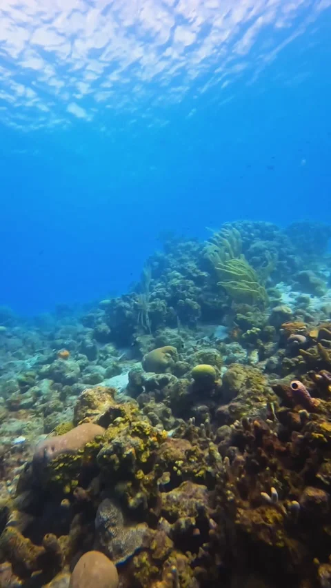 Corals in the caribbean Stock Footage 233225327