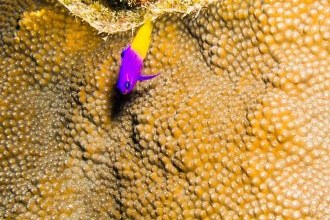 Corals from the caribbean Stock Photos