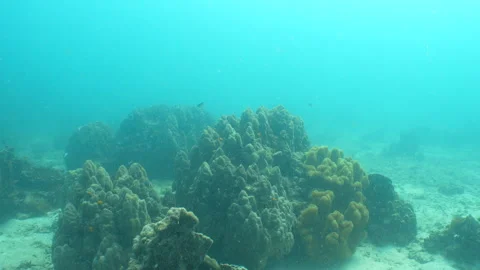 Corals with Christams Tree Worms Stock Footage 281930153