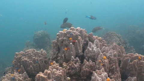 Corals, Christmas Tree Worms and fish Stock Footage 282524172
