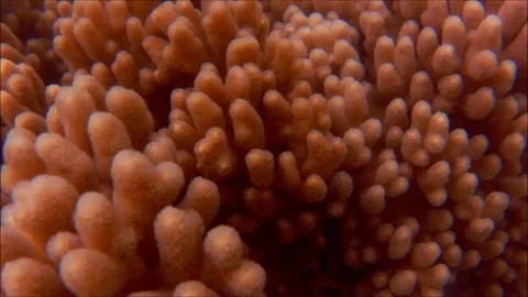 Corals Close-Up Foootage, Corals Macro Video, Underwater Footage Video stock 91828623