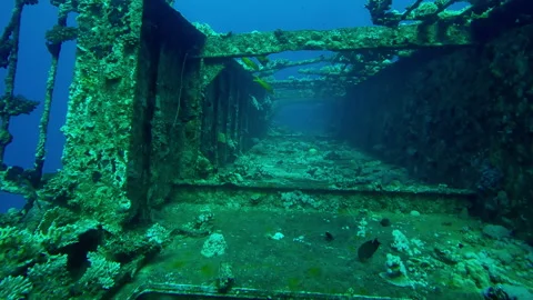 Corals covered corridor on upper decks of Salem Express ferry, Wreckship Stock Footage 332234416