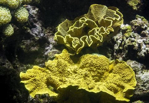 Corals with detailed polyp structures growing on rocks Stock Photos