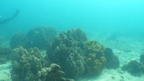 Corals with diver in the background Stock Footage 281930121