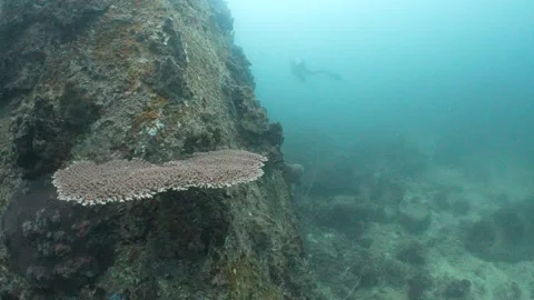 Corals with diver in the background Stock Footage 282524299
