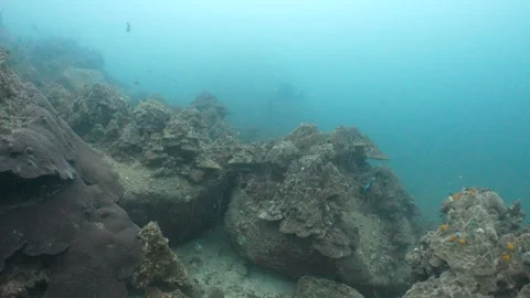 Corals with diver in the background Stock Footage 282524320