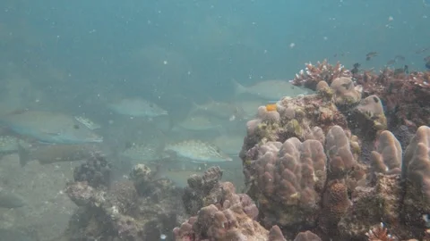 Corals with Emperor fish Stock Footage 283276950