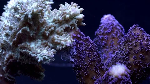 Corals fighting each other on reef using tentacles and gastric filaments Stock Footage 165820222