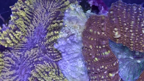 Corals fighting each other on reef using tentacles and gastric filaments Stock Footage 165820315