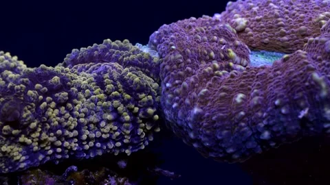 Corals fighting each other on reef using tentacles and gastric filaments 库存影片 165820329