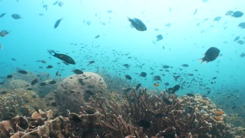 Corals filmed against the light Stock Footage 282524708