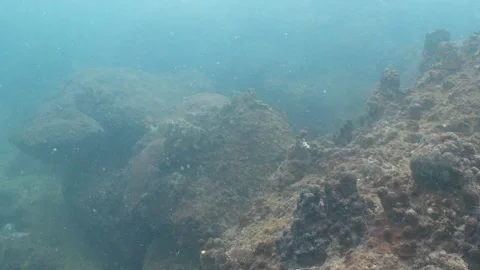 Corals filmed with bad visibility Stock Footage 282524490