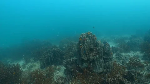 Corals filmed with cloudy sky Stock Footage 282524939