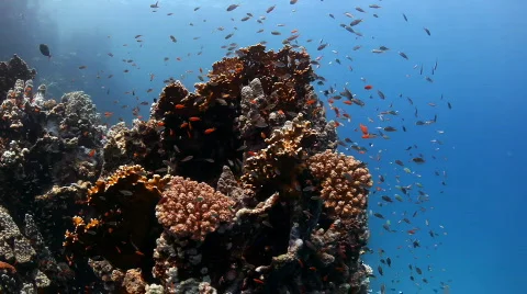 Corals with fish Stock Footage