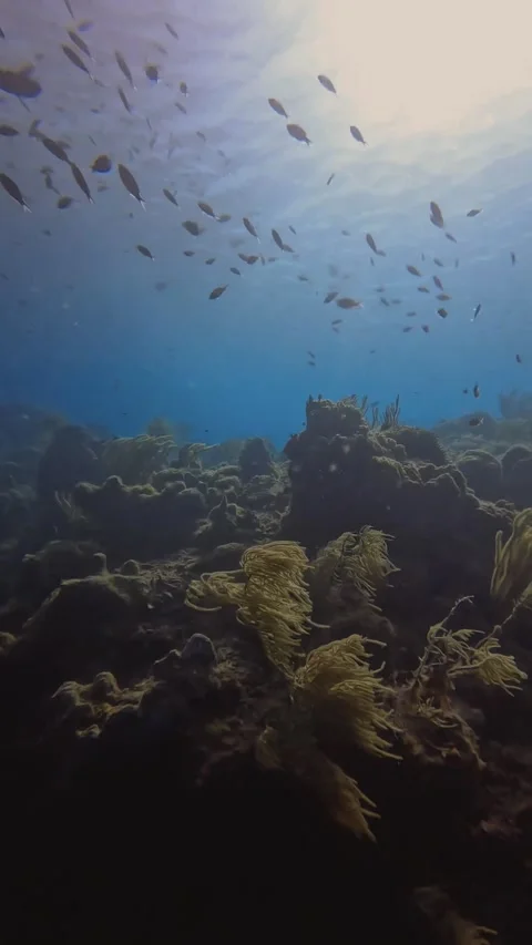 Corals with fish Stock Footage 233225335