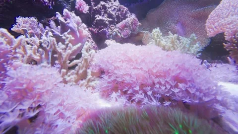 Corals in a fish tank Stock Footage 261283149