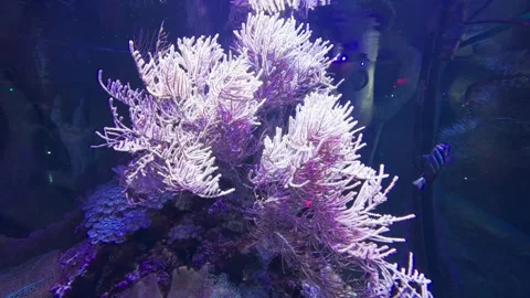Corals in a fish tank Stock Footage 261283221