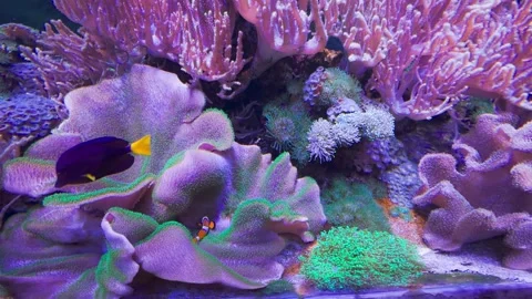 Corals in a fish tank Stock Footage 261283943