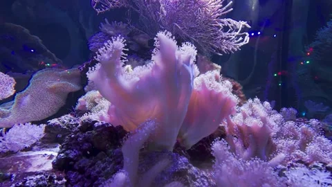 Corals in a fish tank Stock Footage 261283995