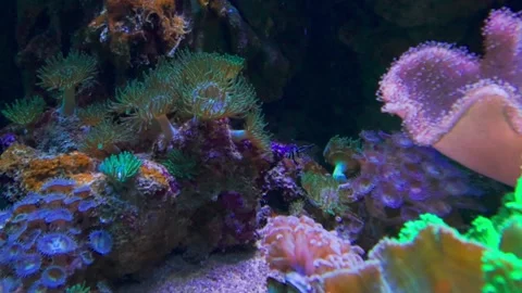 Corals in a fish tank Stock Footage 261284535