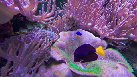 Corals in a fish tank Stock Footage 261284883