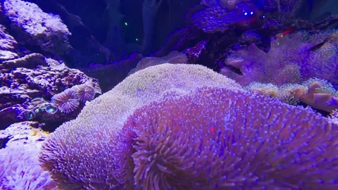 Corals in a fish tank Stock Footage 261285071
