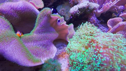 Corals in a fish tank Stock Footage 261285988
