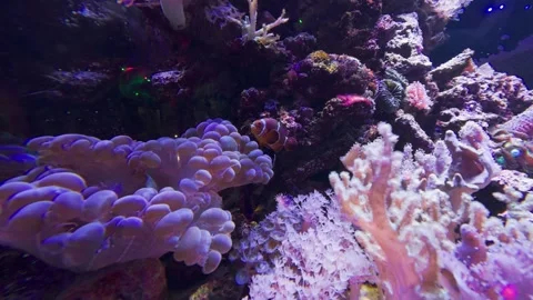Corals in a fish tank Stock Footage 261286037