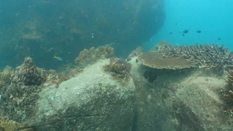 Corals Stock Footage 281929966