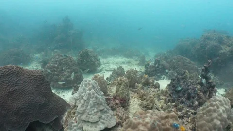 Corals Stock Footage 282524327