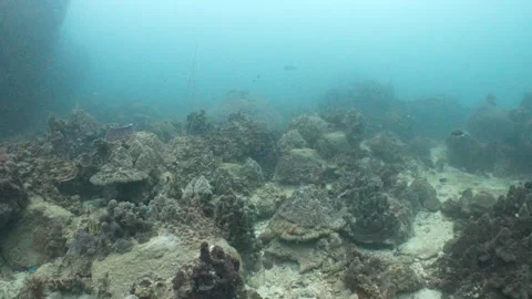 Corals Stock Footage 282524340