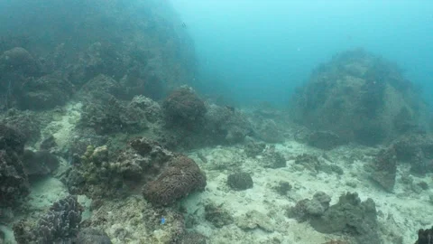 Corals Stock Footage 282524386