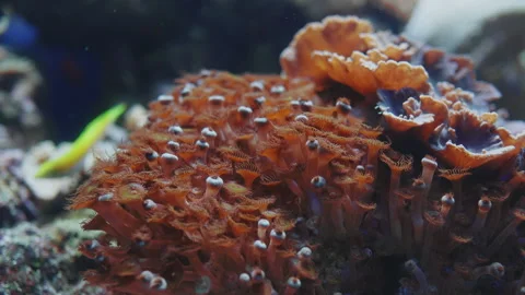 Corals, general view of the diversity of aquatic fauna. the concept of ecolog Stock-Footage 171787821