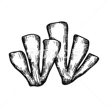 Corals hand drawing vector isolated. sea creatures Stock Illustration