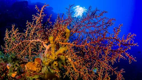 Corals of Indonesia Stock Photos